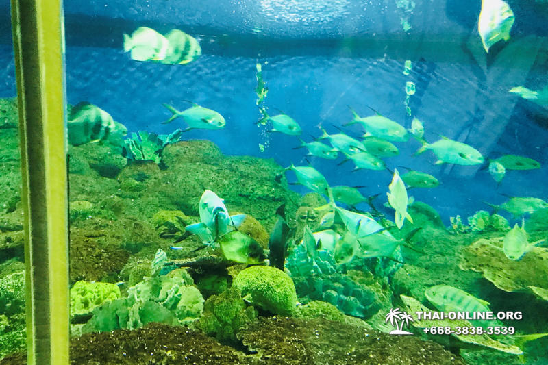 Pattaya Underwater World photo 13