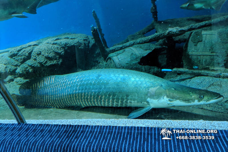 Pattaya Underwater World oceanarium of Thailand tour photo - 20