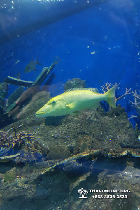 Pattaya Underwater World oceanarium of Thailand tour photo - 96