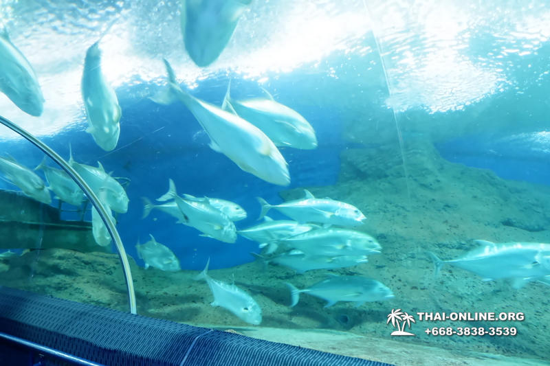 Pattaya Underwater World oceanarium of Thailand tour photo - 87
