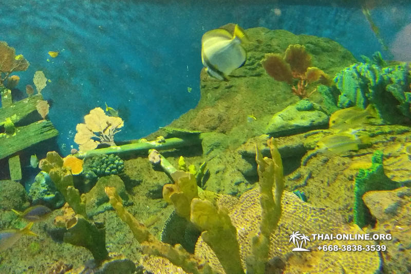 Pattaya Underwater World oceanarium of Thailand tour photo - 29