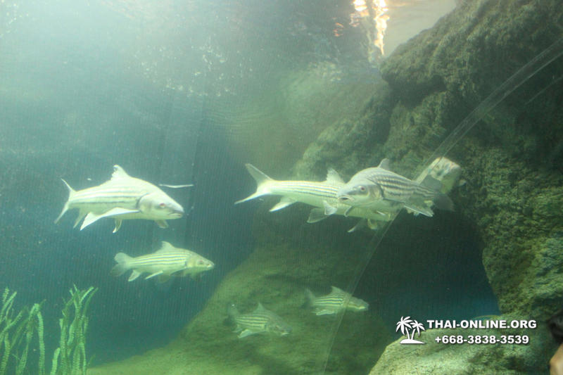 Pattaya Underwater World oceanarium of Thailand tour photo - 121