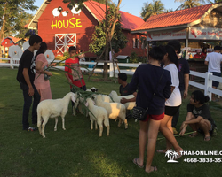 Pattaya Sheep Farm in Pattaya Thailand excursion photo - 37