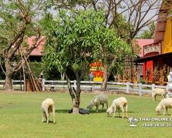Pattaya Sheep Farm in Pattaya Thailand excursion photo - 16