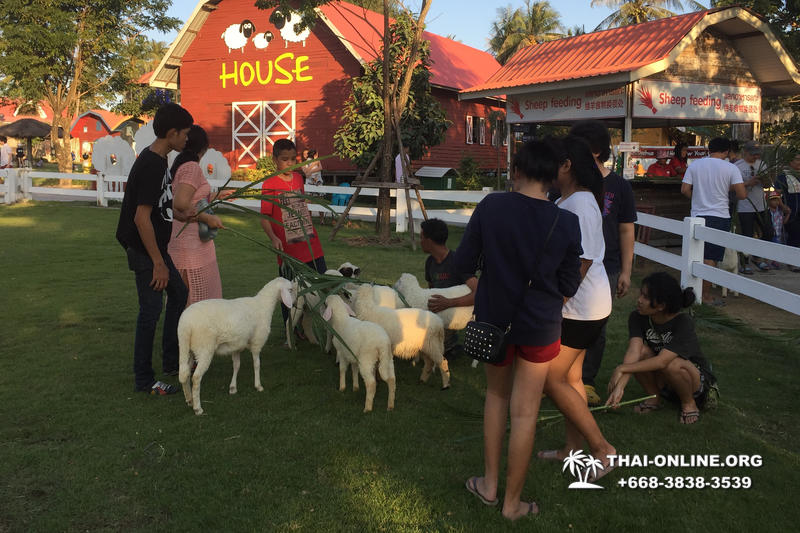Pattaya Sheep Farm excursion photo 31