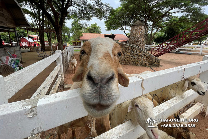 Pattaya Sheep Farm excursion photo 21