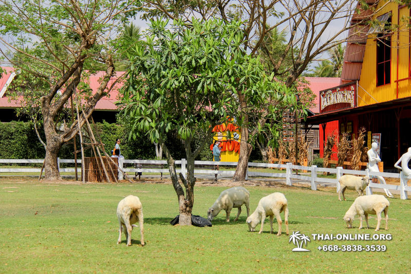 Pattaya Sheep Farm excursion photo 8