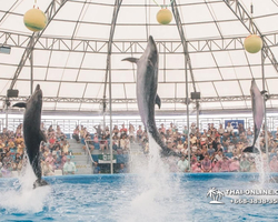Pattaya Dolphinarium swimming with dolphins in Thailand - photo 55