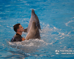 Pattaya Dolphinarium swimming with dolphins in Thailand - photo 107