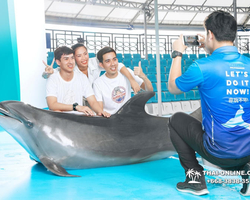 Pattaya Dolphinarium swimming with dolphins in Thailand - photo 51