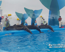Pattaya Dolphinarium swimming with dolphins in Thailand - photo 33