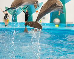 Pattaya Dolphinarium swimming with dolphins in Thailand - photo 4