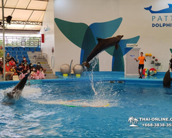 Pattaya Dolphinarium swimming with dolphins in Thailand - photo 27