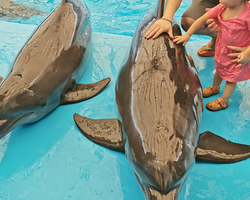 Pattaya Dolphinarium swimming with dolphins in Thailand - photo 20