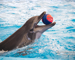Pattaya Dolphinarium swimming with dolphins in Thailand - photo 89