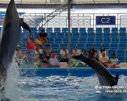 Pattaya Dolphinarium swimming with dolphins in Thailand - photo 15