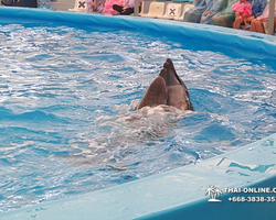 Pattaya Dolphinarium swimming with dolphins in Thailand - photo 17
