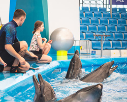 Pattaya Dolphinarium swimming with dolphins in Thailand - photo 42
