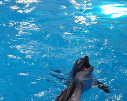 Pattaya Dolphinarium swimming with dolphins in Thailand - photo 30