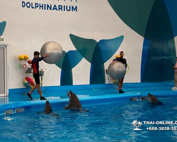 Pattaya Dolphinarium swimming with dolphins in Thailand - photo 39