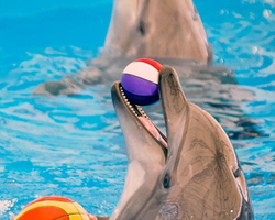 Pattaya Dolphinarium swimming with dolphins in Thailand - photo 86