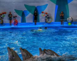 Pattaya Dolphinarium swimming with dolphins in Thailand - photo 18