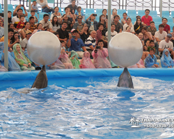Pattaya Dolphinarium swimming with dolphins in Thailand - photo 29