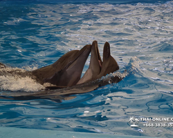 Pattaya Dolphinarium swimming with dolphins in Thailand - photo 21