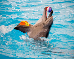 Pattaya Dolphinarium swimming with dolphins in Thailand - photo 6