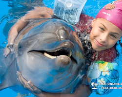 Pattaya Dolphinarium swimming with dolphins in Thailand - photo 75