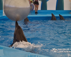 Pattaya Dolphinarium swimming with dolphins in Thailand - photo 19