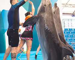 Pattaya Dolphinarium swimming with dolphins in Thailand - photo 106