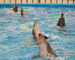 Pattaya Dolphinarium swimming with dolphins in Thailand - photo 37