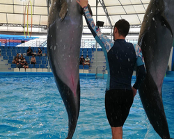 Pattaya Dolphinarium swimming with dolphins in Thailand - photo 26