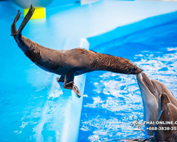 Pattaya Dolphinarium swimming with dolphins in Thailand - photo 7
