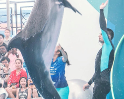 Pattaya Dolphinarium swimming with dolphins in Thailand - photo 48