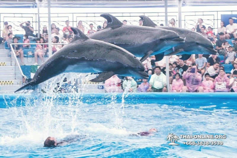 Pattaya Dolphinarium swimming with dolphins in Thailand - photo 61