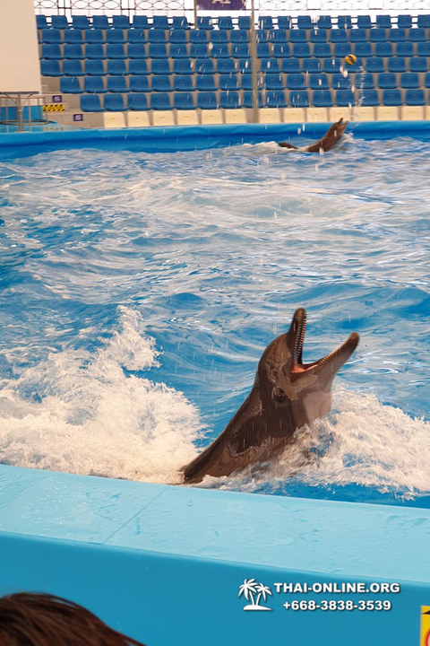 Pattaya Dolphinarium swimming with dolphins in Thailand - photo 14