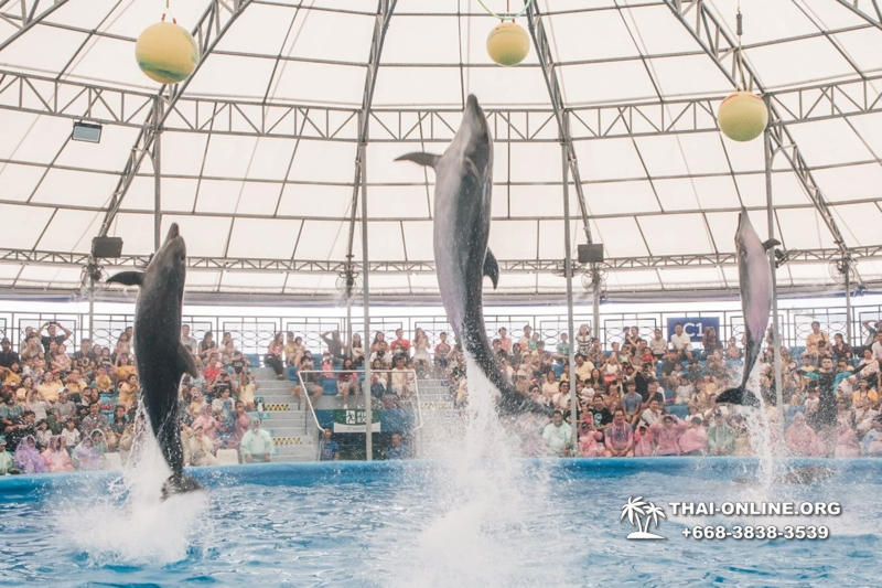 Pattaya Dolphinarium swimming with dolphins in Thailand - photo 55