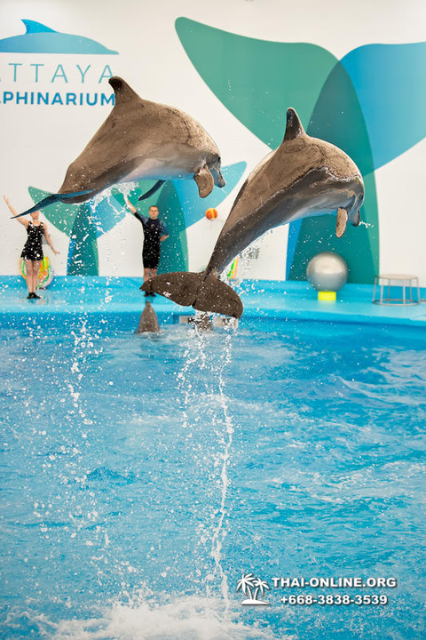 Pattaya Dolphinarium swimming with dolphins in Thailand - photo 4