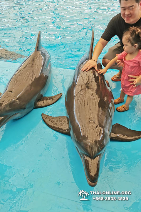 Pattaya Dolphinarium excursion in Thailand photo 18