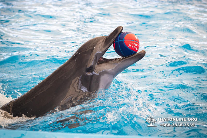 Pattaya Dolphinarium swimming with dolphins in Thailand - photo 89