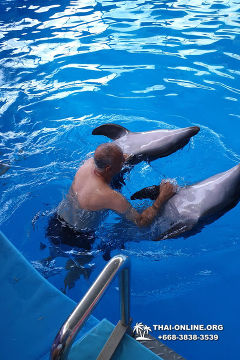 Pattaya Dolphinarium swimming with dolphins in Thailand - photo 12