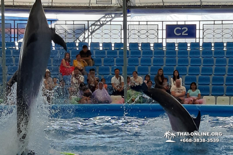 Pattaya Dolphinarium excursion in Thailand photo 24