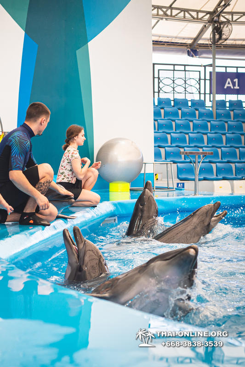 Pattaya Dolphinarium swimming with dolphins in Thailand - photo 42
