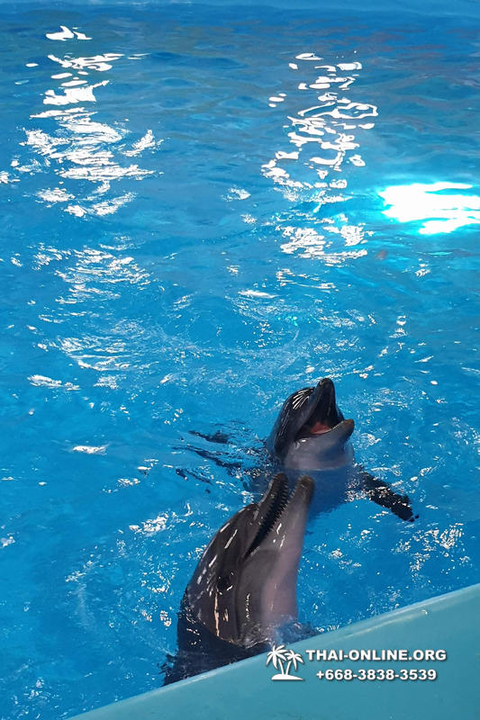 Pattaya Dolphinarium swimming with dolphins in Thailand - photo 30