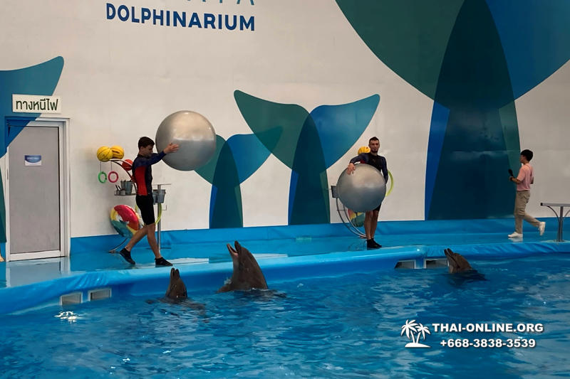 Pattaya Dolphinarium swimming with dolphins in Thailand - photo 39