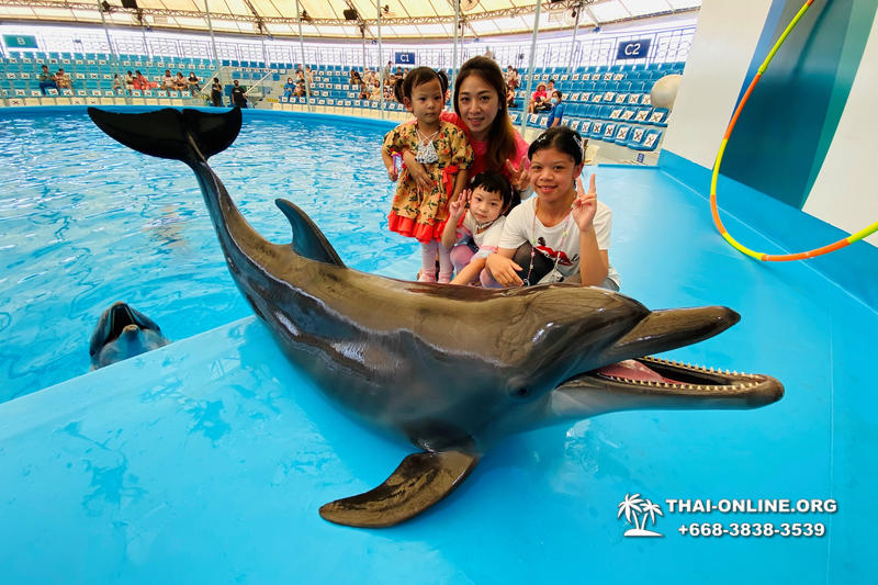 Pattaya Dolphinarium swimming with dolphins in Thailand - photo 23