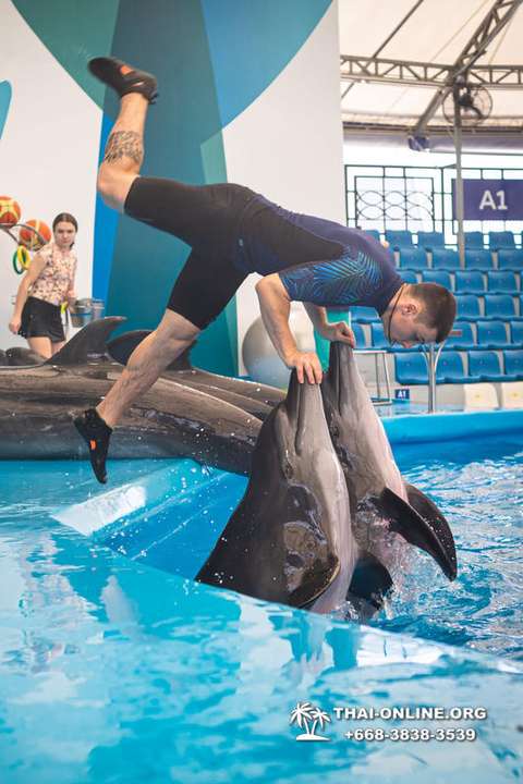 Pattaya Dolphinarium swimming with dolphins in Thailand - photo 108