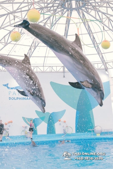 Pattaya Dolphinarium swimming with dolphins in Thailand - photo 78